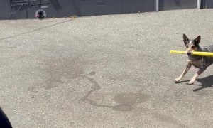 Dog Knocks Toy Drone Out With Bat