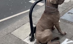 Big Dog's Leash Comes Loose