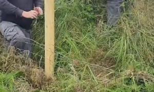 Hammer Flies While Farmers are Fencing