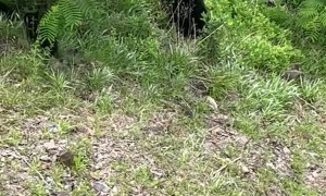 Bear Family Passes Beneath Feet
