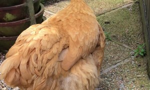 Anna the Buff Orpington Chicken has the Cutest Squeaky Sneeze