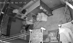 Cats Attack Snake Slithering in Their Enclosure