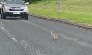Geese and Goslings Make a Crossing