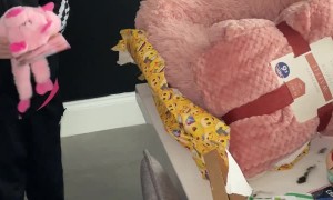 Boy Surprised With Pug Puppy