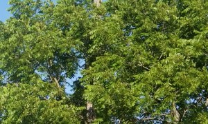 Turtle Climbs Up Telephone Pole