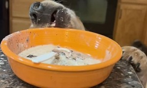 Bob the Beagle Licks the Bowl