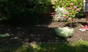 Fawn Rescued From Window Well and Reunited With Mom