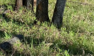 Man Escapes Encounter With Black Bear by Using Bear Spray