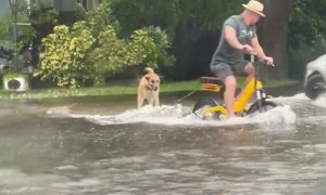 Boogie Boarding Dog Pulled Through Flood
