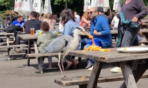 Bird Brazenly Steals Lunch