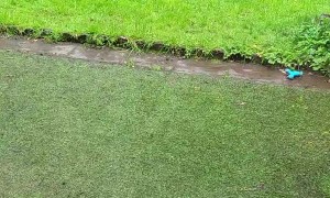 Dusty the Dog Wouldn't Do Well in the Wild