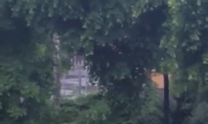 Bird Waits For Guy to Turn His Back