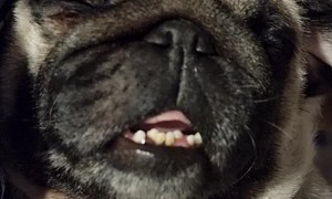 Sleepy Pup Snores in Person's Arms