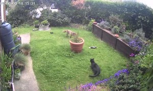 Freddy the Fox and Loki the Cat Play with Gloves in Garden