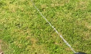 Bert the Cat Loves Chasing Water From Hose