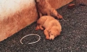 Goldens Get Mud Everywhere