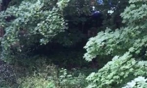 Magpie Picking on a Fox