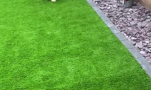 Holly the Lab Tries to Get Fox Statue to Play