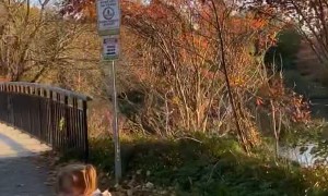 Daughter Escorts Ducks