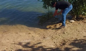 Tiny Dog is Ready to Take a Dip