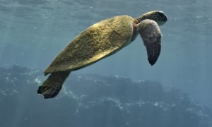 Sea Turtle in Kona, Hawaii