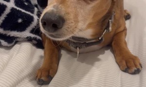 Remington the Chiweenie is Surprised by News