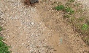 Momma Turtle Leaves a Surprise in Driveway