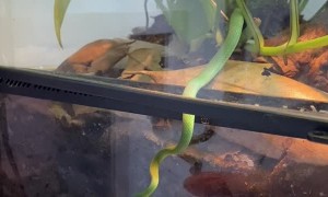 Little Snake Goes for Finger