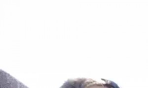 Boy Goes Through Every Emotion on His First Rollercoaster