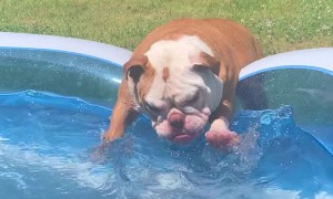 Pearlie the Pup's Pool Party