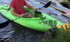 Australian Shepherd Tugs Kayak Back to Shore