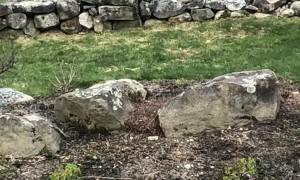 Mama Black Bear With Her Playful Cubs