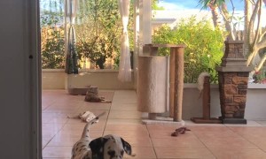 Hairless Cat Wants Away From Puppy