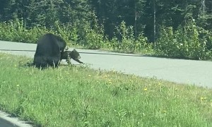 Frustrated Momma Bear Tosses Cub to Get it Across Road Safely