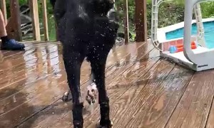 Dog Slow Motion Shaking off Water Wiggle