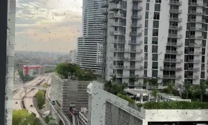 Colony of Bees Invade Backpack in Tall Apartment Complex