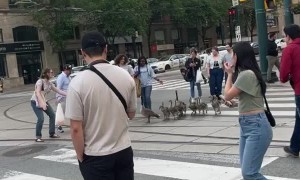 Goslings Guided by People Use Crosswalk