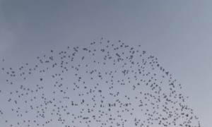 Flock of Birds Flies Overhead