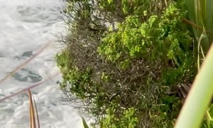 Baby Seal Won't Give Up Against Battering Waves on Coast