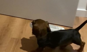 Dachshund Puppy Burgles from the Bathroom