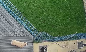 Dolly the Frenchie Slips into Hole