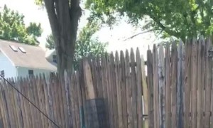 Splashing Shepherd Throws Water Back