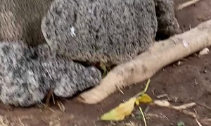 Husky Snatches Meat Meant for the Grill