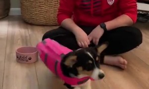 Corgi Tries on Life Jacket