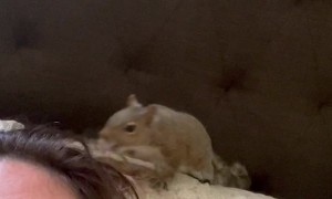 Squirrel Pulls at Persons Hair