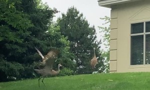 Sandhill Crane Plays with Stick