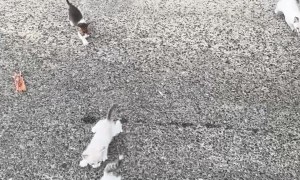 Guy Saving a Kitten Gets Ambushed by a Group of Them