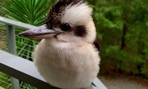 Fluffy the Kookaburra