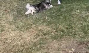 Reeling in a Husky Fish