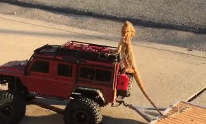 Bearded Dragon Goes For an RC Ride